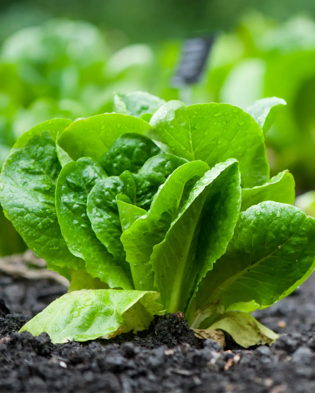 Order farm-fresh fruits, vegetables, dairy, and more across New York & Tri-State at Zafar Produce.